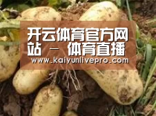 产品展示标题2